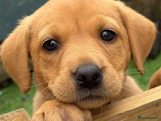 Labrador Retriever dogs - Advert 4