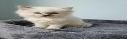 Ragdoll cats for sale: Ragdoll kittens looking new home 🏡  - Advert 5