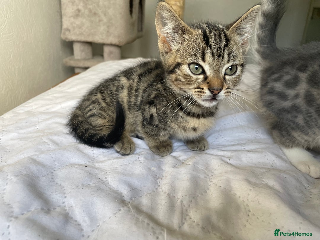 Munchkin cats for sale: Beautiful Bengal Tabby Munchkin Kittens for sale  - Advert 4