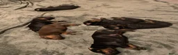 Dobermann dogs for sale: KC Registered Doberman puppies  - Advert 4