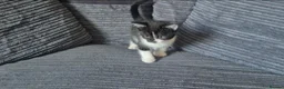 Mixed Breed cats for sale: Gorgeoeus mixed Breed kittens - Advert 23