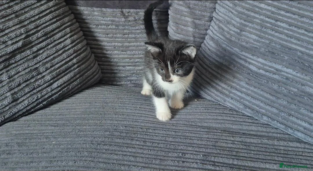 Mixed Breed cats for sale: Gorgeoeus mixed Breed kittens - Advert 23
