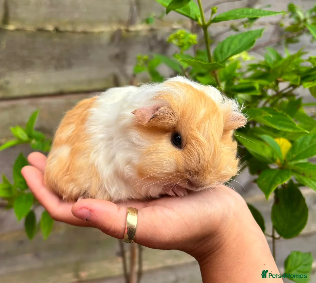 Guinea Pig rodents for sale: Gold & white Coronet Boar  - Advert 1