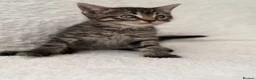 Mixed Breed cats for sale: Tabby male kittens  - Advert 11