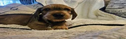 Dachshund dogs for sale: WIRE HAIRED STANDARD DACHSHUNDS  - Advert 6