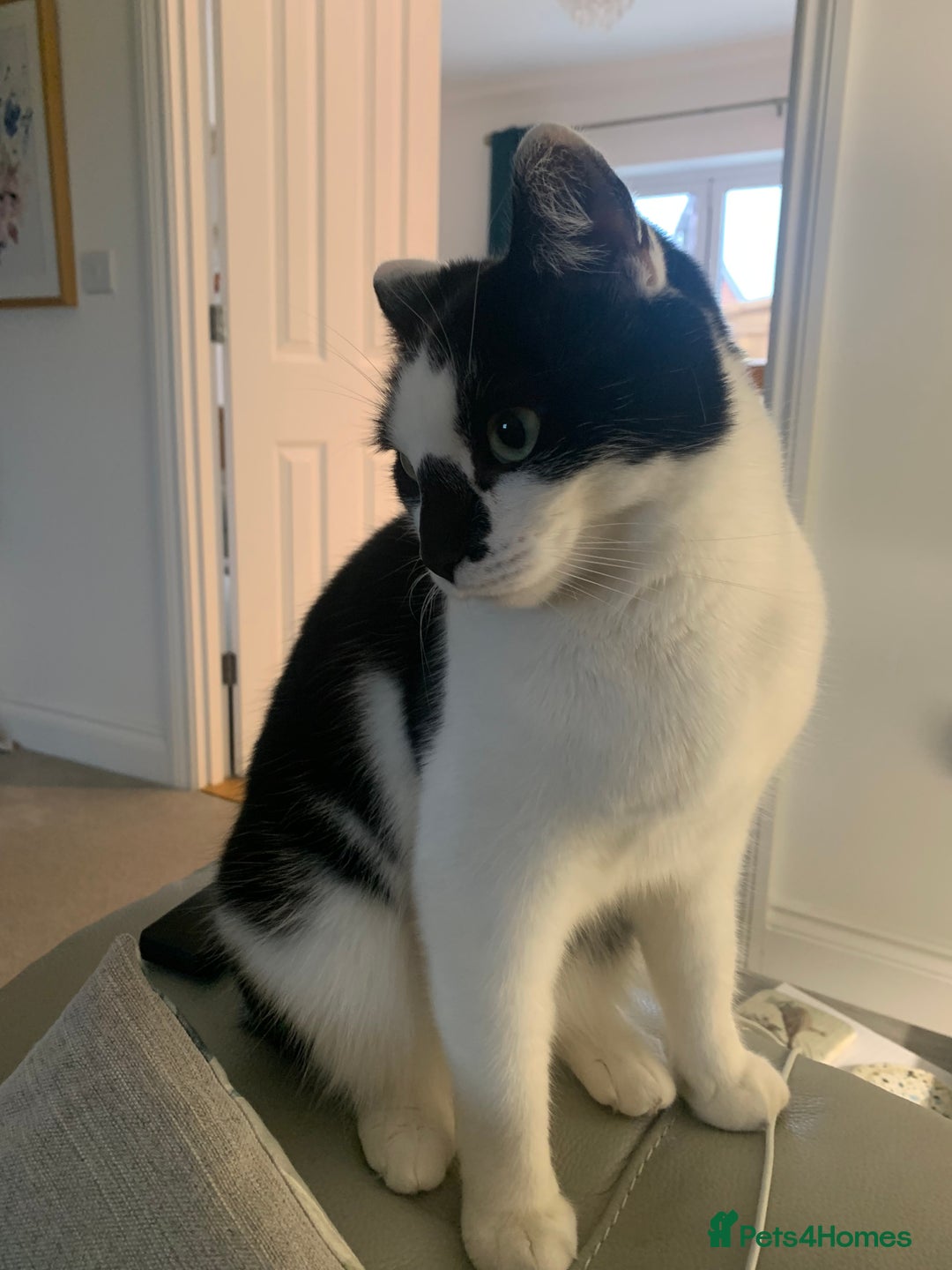 Domestic Shorthair cats for sale: Gentle Monty is looking for his new family - Advert 2