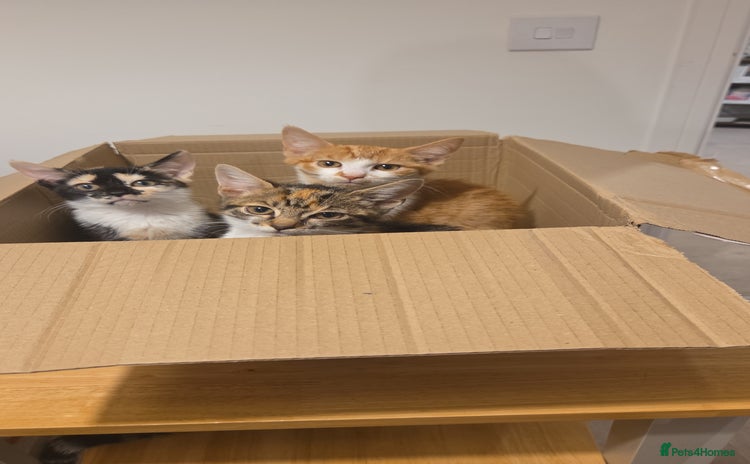 Mixed Breed cats - Advert 5