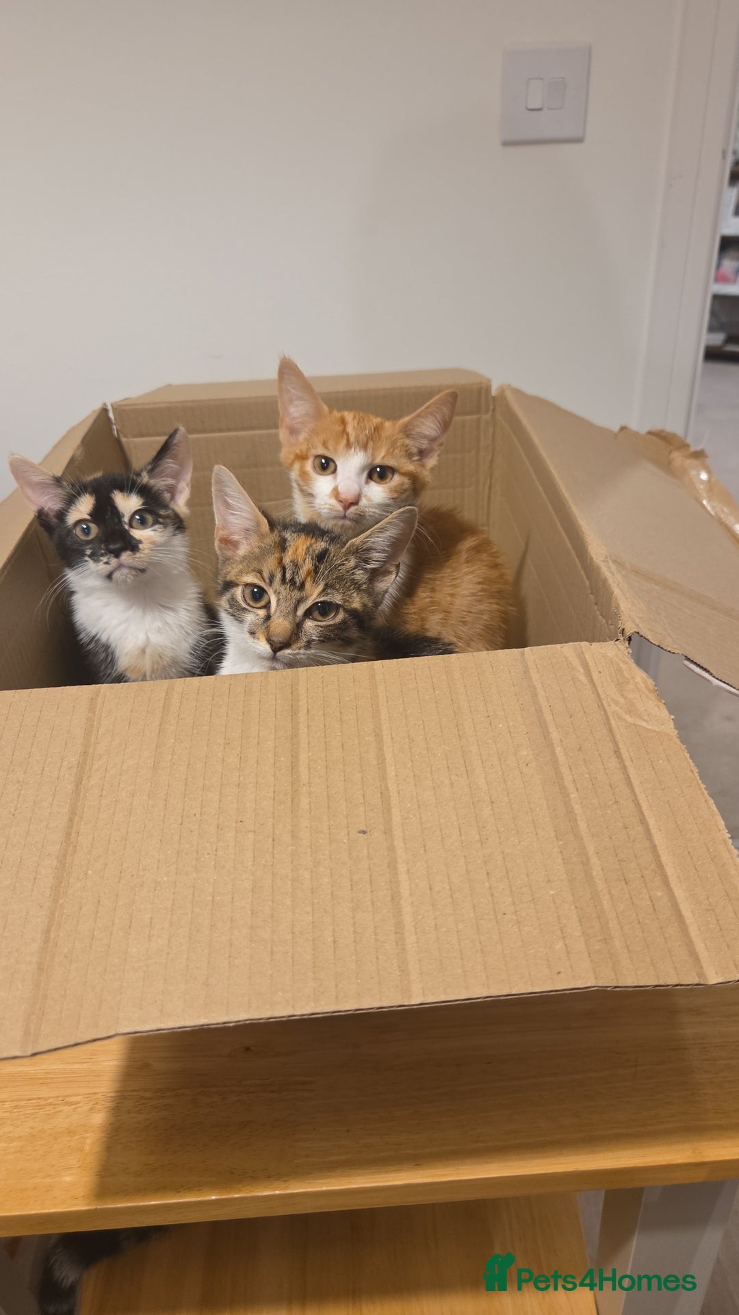Mixed Breed cats for sale: Kittens  - Image 1