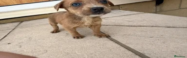 Mixed Breed 6