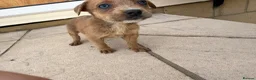 Mixed Breed dogs for sale: Puppies Ready to go the 31st - Advert 17