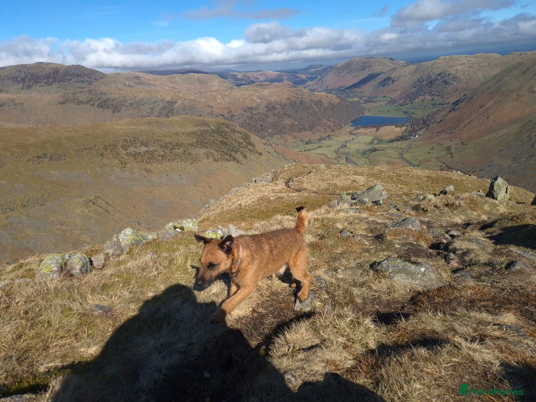 Patterdale Terrier dogs for sale: Patterdale x lakeland pups  - Image 20