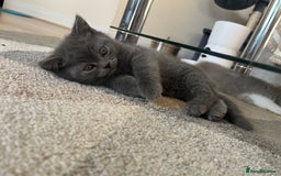British Shorthair cats for sale: Adorable British short hair kitten- one male left - Image 11