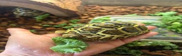 Tortoise reptiles for sale: Leopard Tortoise babies Standard/ rare High Whites - Advert 3