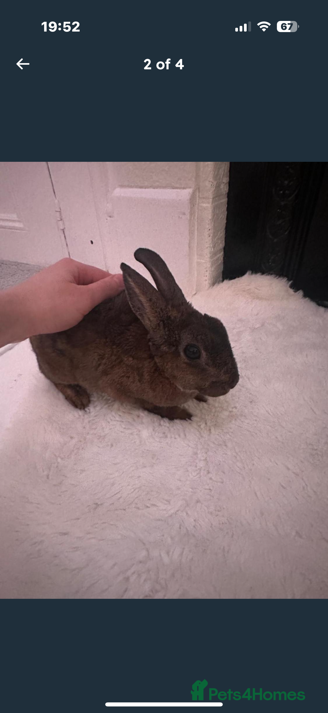 Rex rabbits for sale: Mini Rex bunny  - Advert 1