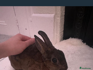 Rex rabbits Mini Rex bunny - Advert 4