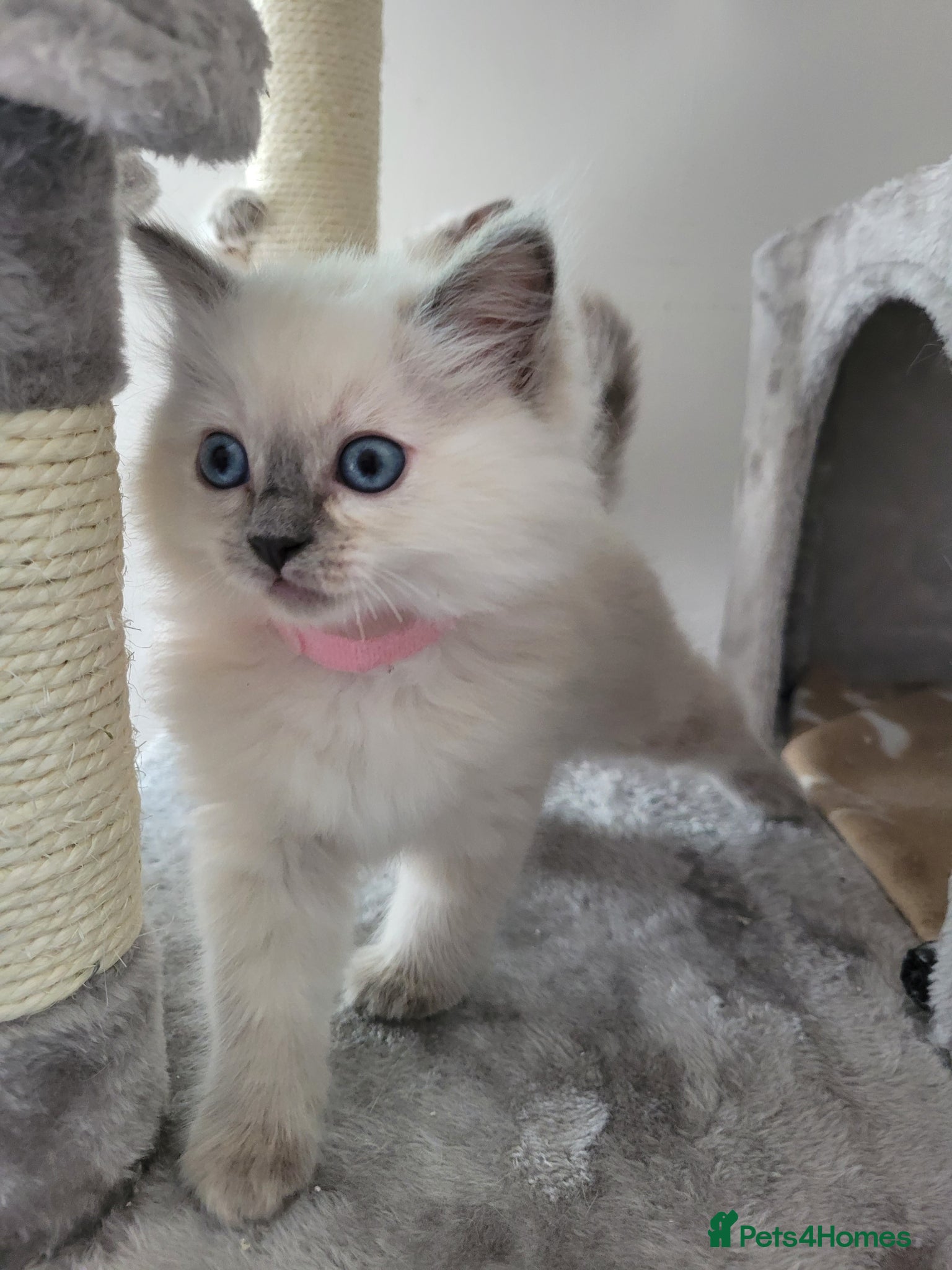 Ragdoll cats Ragdoll kittens - Advert 9