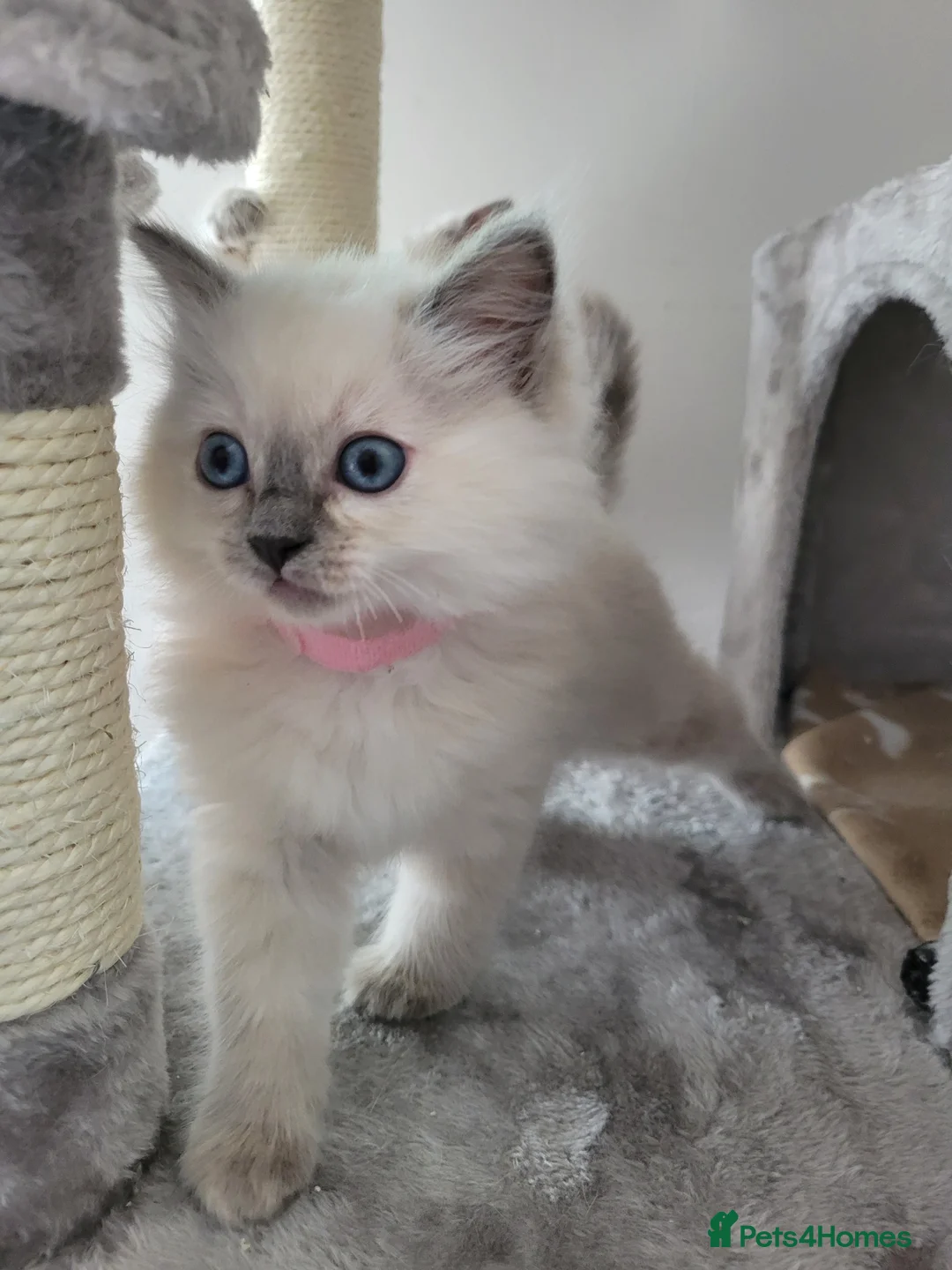 Ragdoll cats for sale: Ragdoll kittens - Advert 1