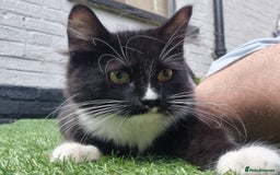 British Longhair cats for sale: ******. 2 female KITTENS.  - Image 15