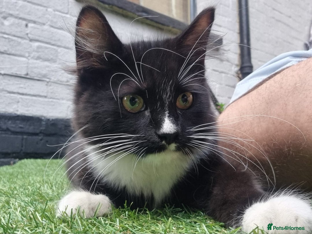 British Longhair cats for sale: ******. 2 female KITTENS.  - Image 15