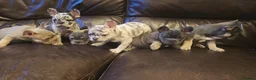 French Bulldog dogs for sale: Probably the best litter of Frenchies in the UK - Advert 28