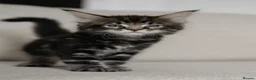 Maine Coon cats for sale: 5 Beautiful Russian Import Kittens TICA - Advert 8