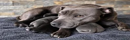Staffordshire Bull Terrier dogs for sale: KC REG KASSIUS PUPS - Advert 3