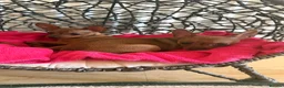 Russian Toy Terrier dogs for sale: Russian Toy Terrier - Advert 18