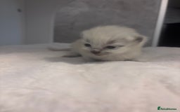 Ragdoll cats for sale: One gorgeous Ragdoll kitten available  - Image 4