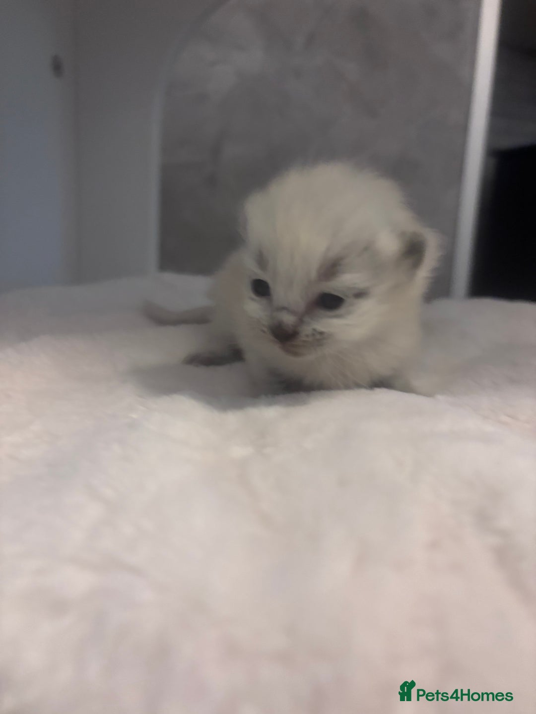 Ragdoll cats for sale: One gorgeous Ragdoll kitten available  - Image 4