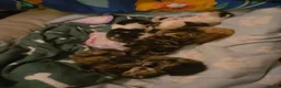 American Shorthair cats for sale: 5 Kittens in Barking - Advert 7