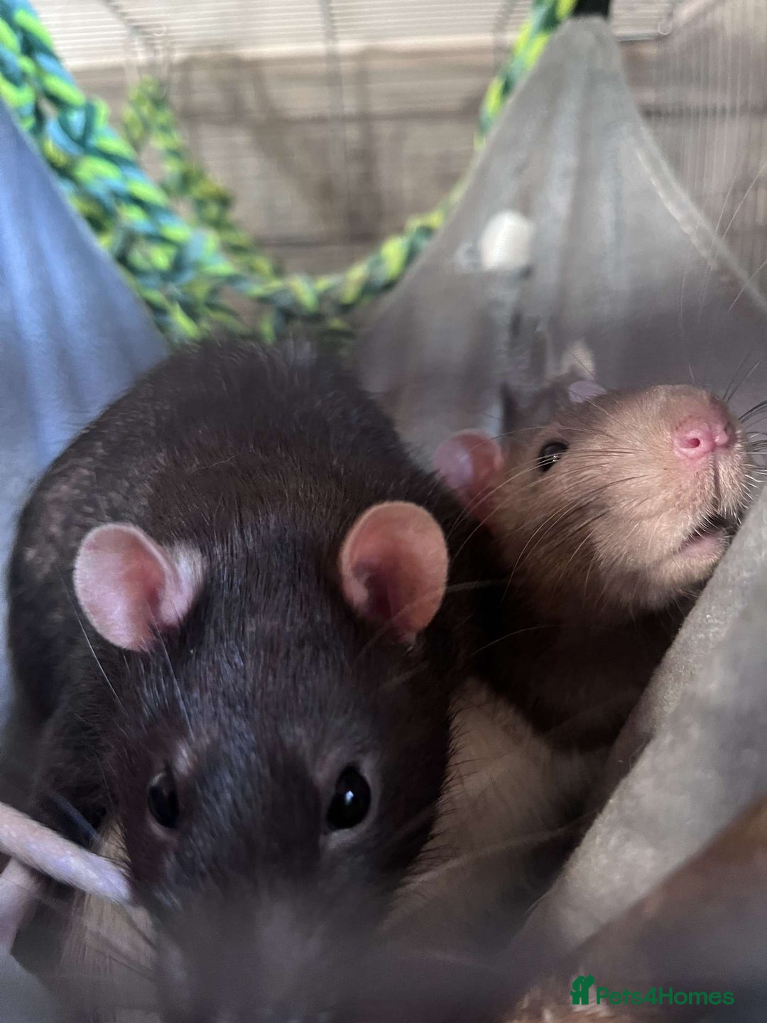 Rat rodents for sale: 3 male rats for rehoming(with cage and accessories - Image 6