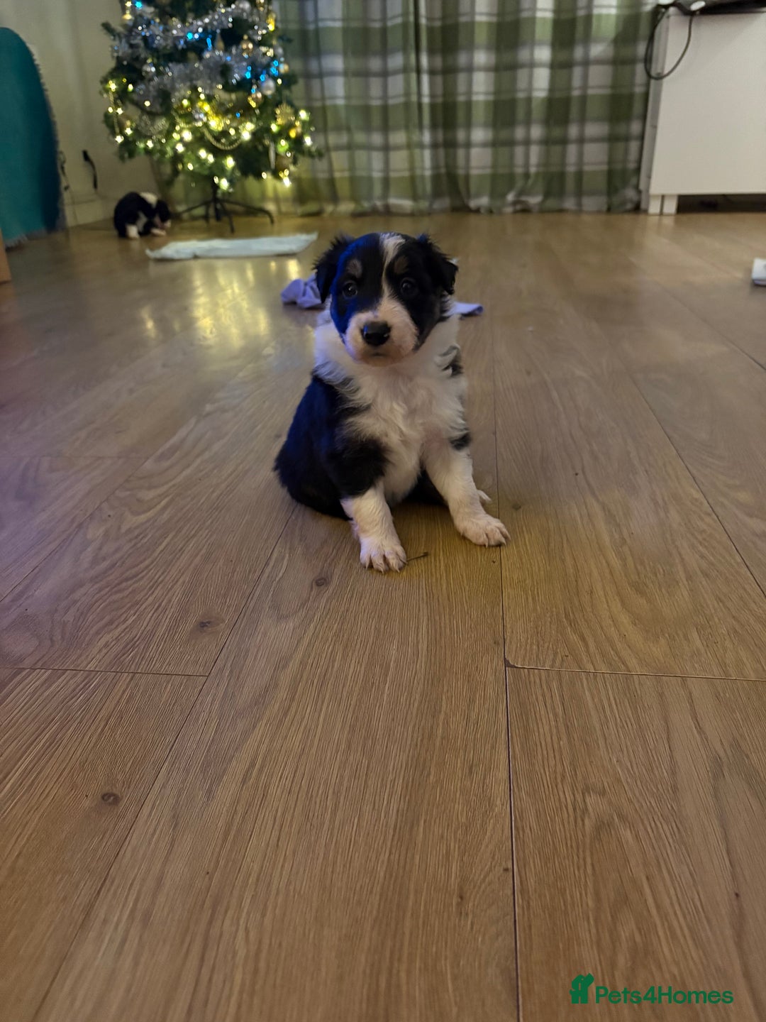 Border Collie dogs for sale: Border collie puppies  - Advert 3