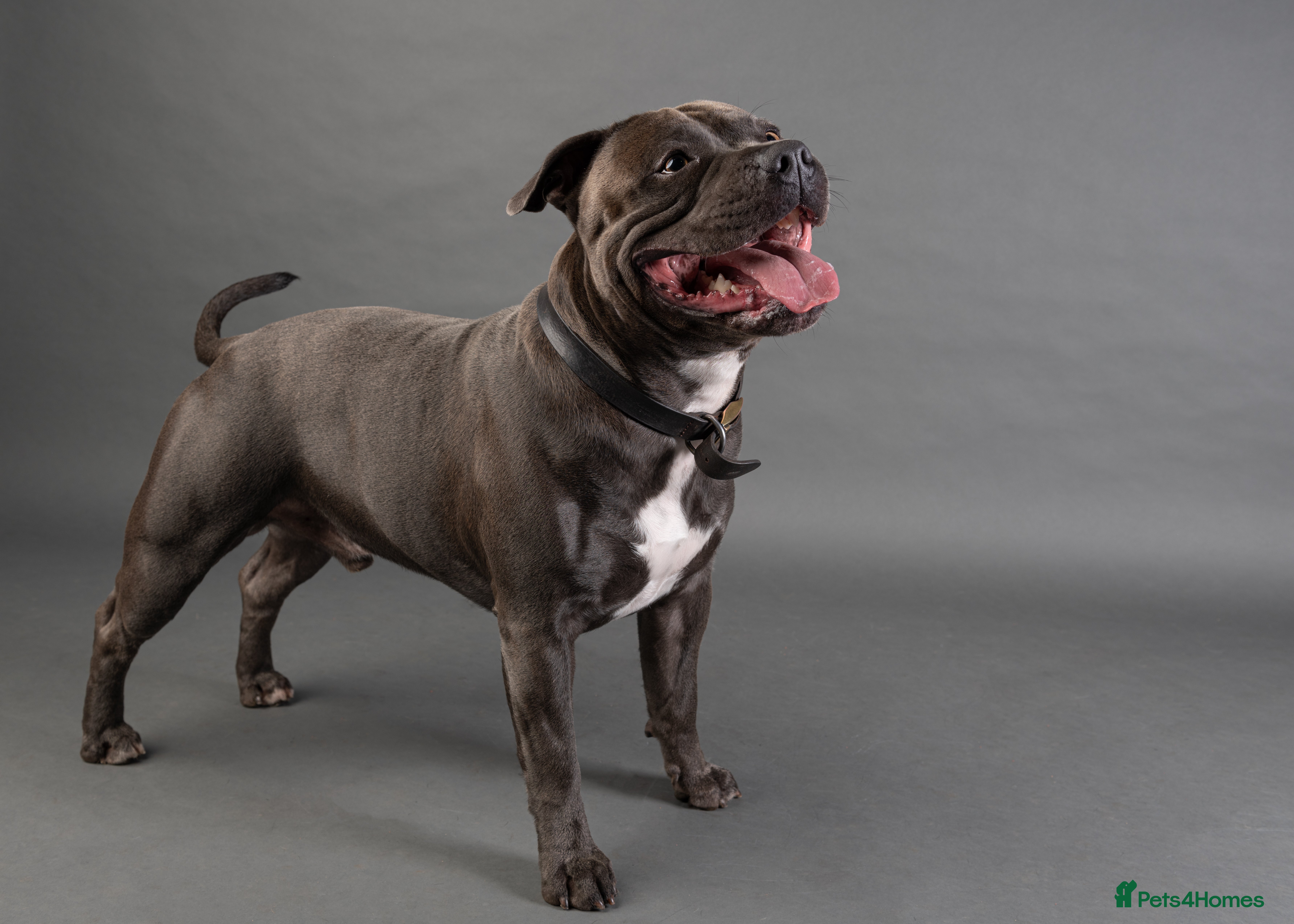 Staffordshire Bull Terrier dogs KC PROVEN Blue Staffordshire Bull Terrier for STUD in Wakefield - Advert 5