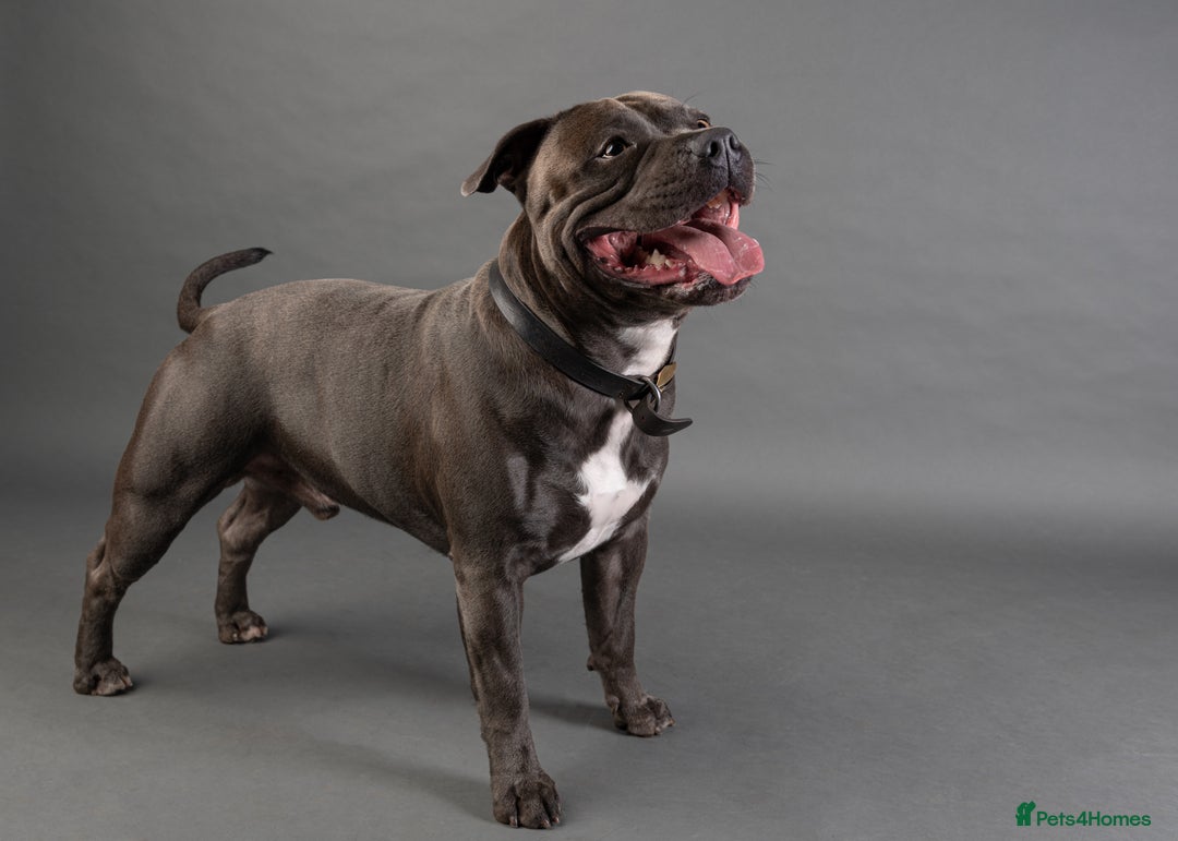 Staffordshire Bull Terrier dogs for stud: KC PROVEN Blue Staffordshire Bull Terrier for STUD in Wakefield - Advert 1