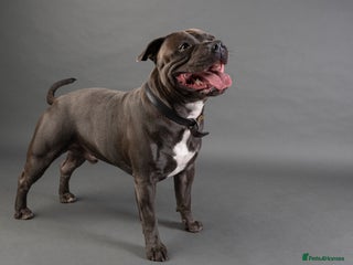 Staffordshire Bull Terrier dogs in Wakefield - Advert 5