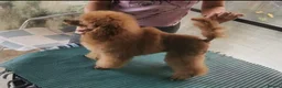 Toy Poodle dogs for stud: FULL panel DNA red KC internationa champion sired  in Ebbw Vale - Advert 2