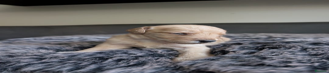 Labradoodle Puppy 5