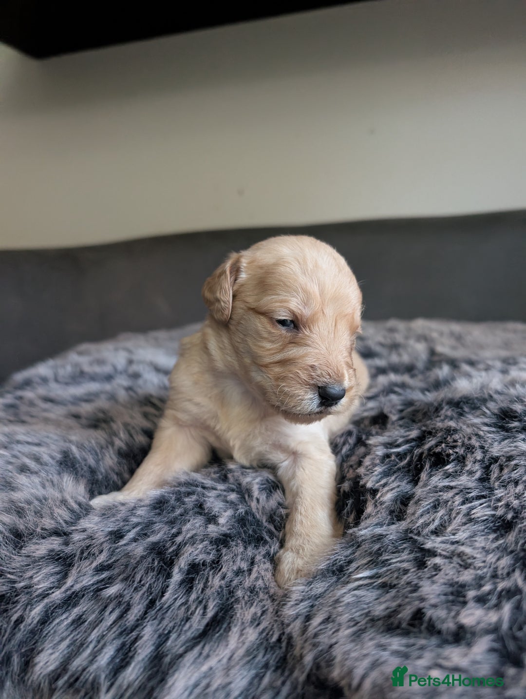 Labradoodle dogs for sale: F1 standard Labradoodle puppies  - Image 24