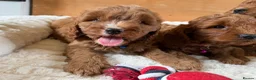 Cavapoo dogs for sale: Beautiful F1 Red Cavapoo puppies  - Advert 10