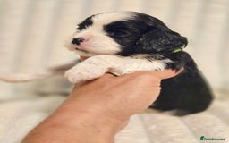 Cavapoo dogs for sale: Adorable Cavapoo Pups fully health tested parents - Image 10