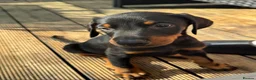 Dobermann dogs for sale: ❌ ready monday❌Health tested Dobermans not Kc reg  - Advert 14