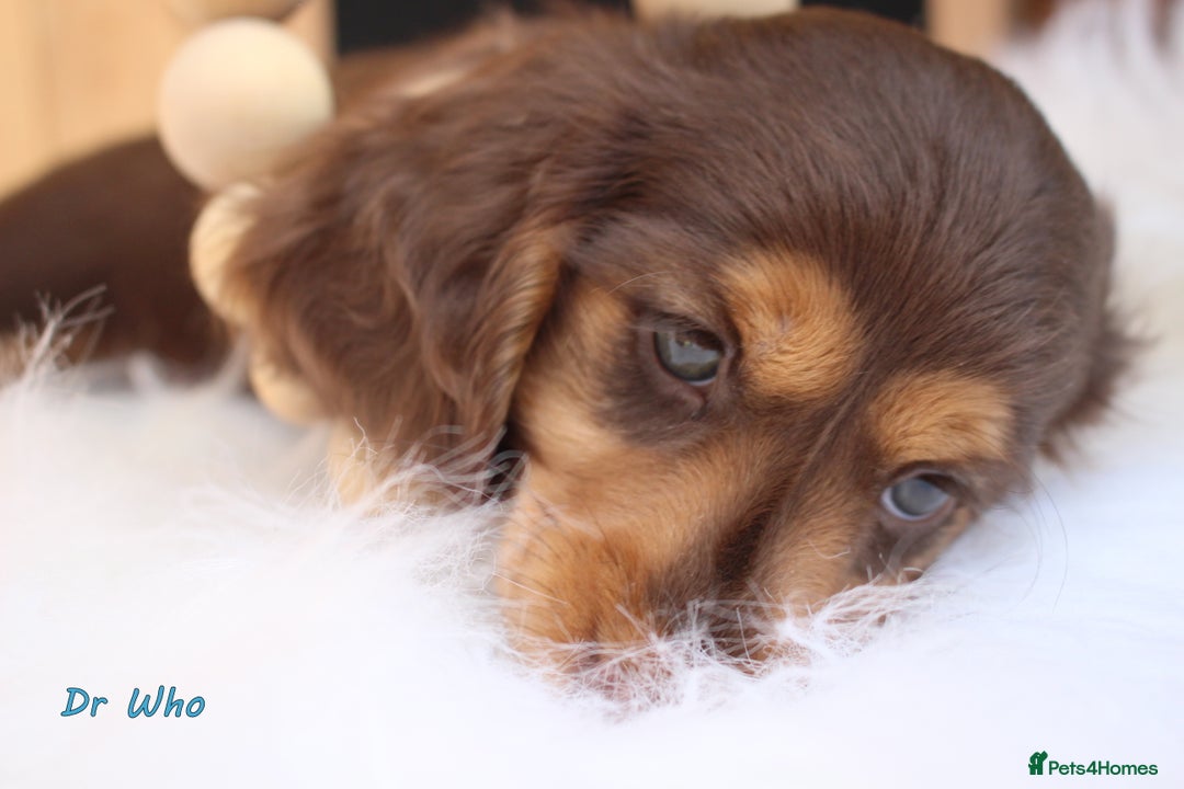 Miniature Dachshund dogs for sale: KC Health tested Licensed breeder 12 years exp - Image 20