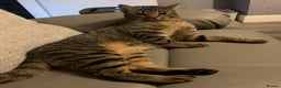 Savannah cats for sale: Tobias  - Advert 4