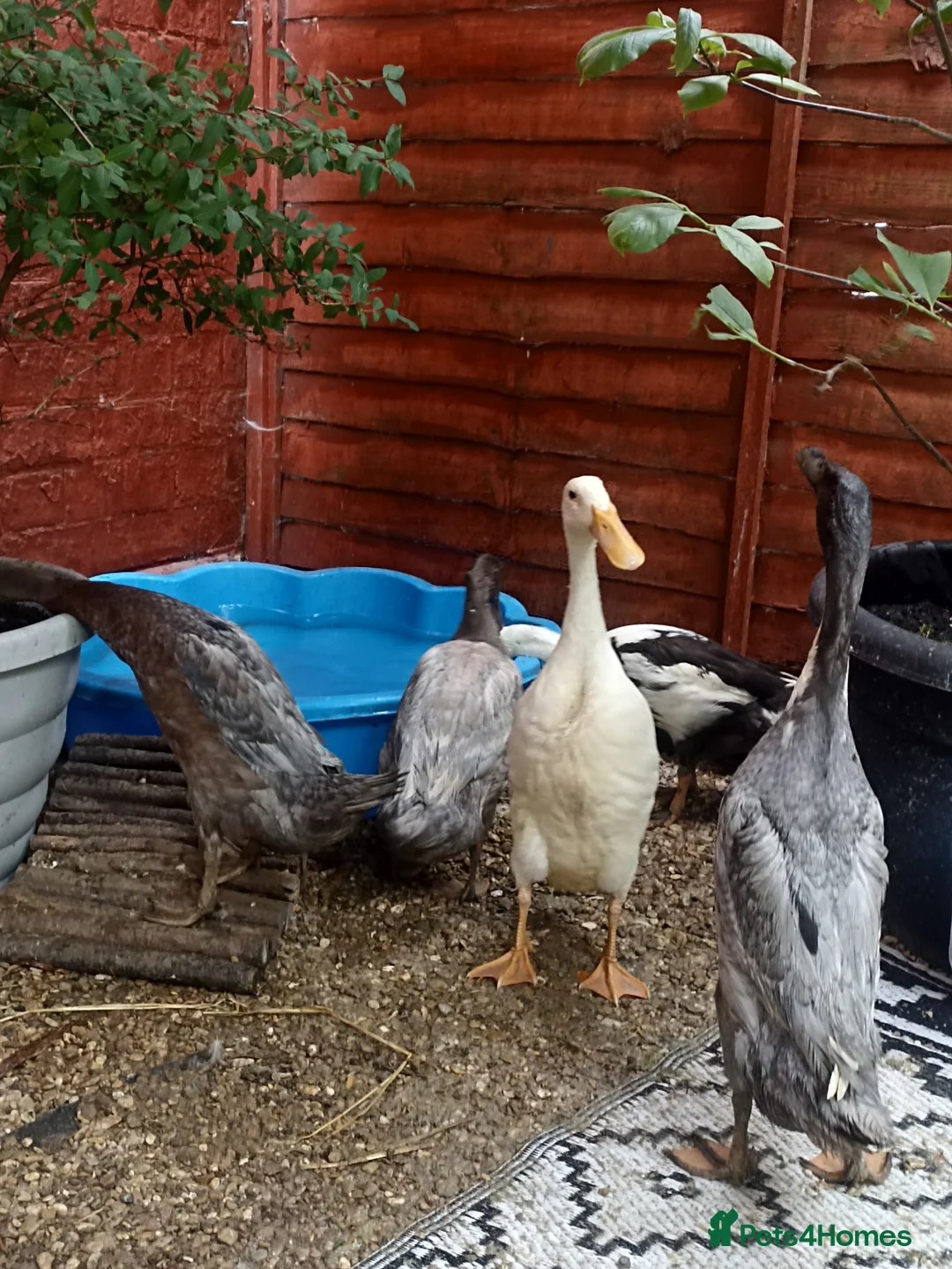 Mixed Breed livestock for sale: Indian Runner ducks  - Advert 18