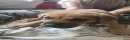 Mixed Breed dogs for sale: Cane Corso American Bulldog Puppies Family Raised  - Advert 3