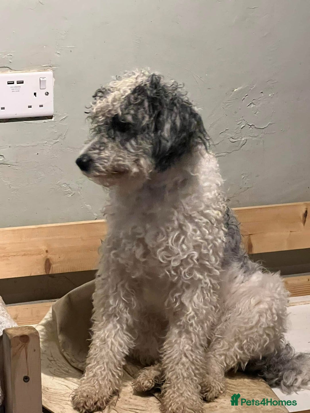 Bordoodle dogs for sale: F1 & F1b Bordoodle pups expected - Advert 10