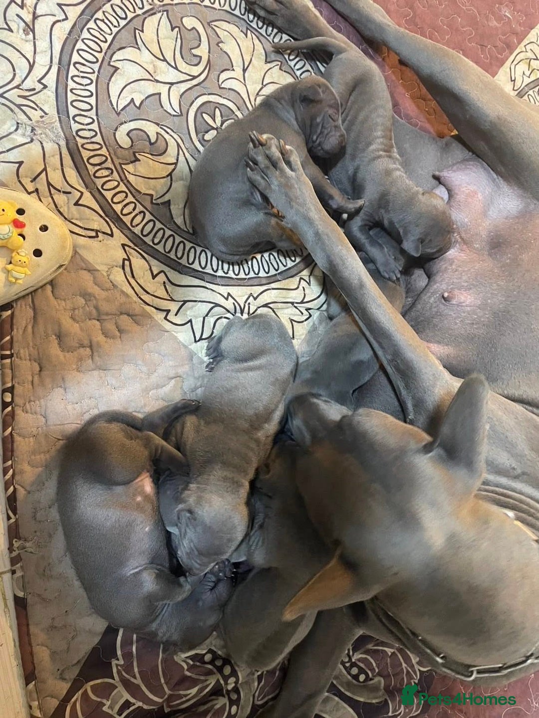 Thai Ridgeback dogs for sale: Stunning Blue Thai Ridgeback Puppies for Sale - Advert 17