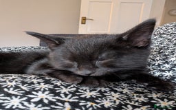 Mixed Breed cats for sale: Beautiful 10 Week Old Kitten. - Image 1