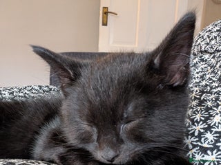 Mixed Breed cats for sale - Advert 1