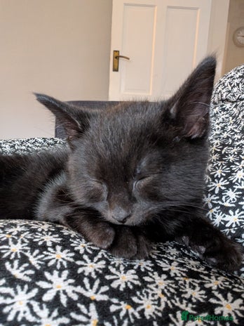 Mixed Breed cats - Advert 1